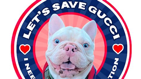 help gucci get his surgery|Fundraiser by Jordan Fleischmann : Help Gucci Get His Surgery.